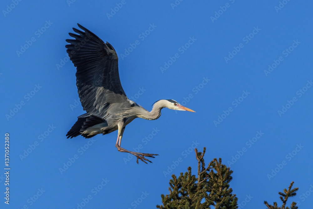 Obraz premium Graureiher (Ardea cinerea)