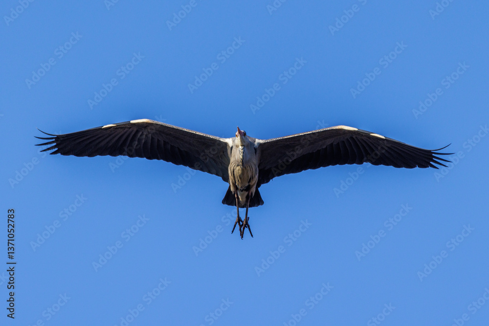 Obraz premium Graureiher (Ardea cinerea)