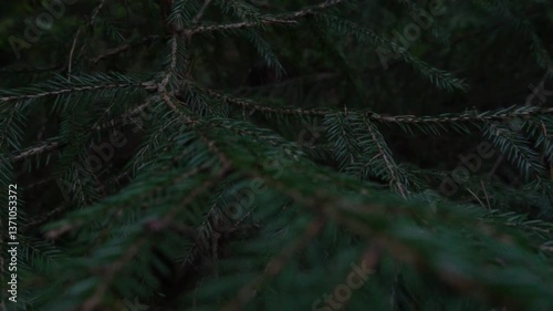 Dark Green Spruce Branches Swaying in the Wind. Dark Cinematic Moody Low-Key Backward Moving Shot. FL0067