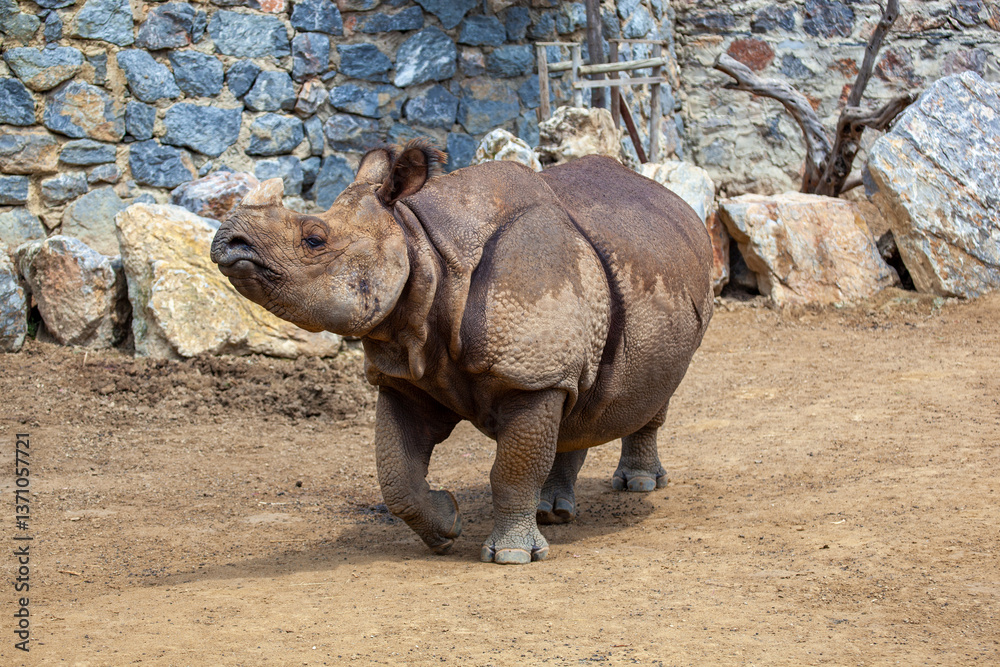 Naklejka premium Indian Rhinoceros