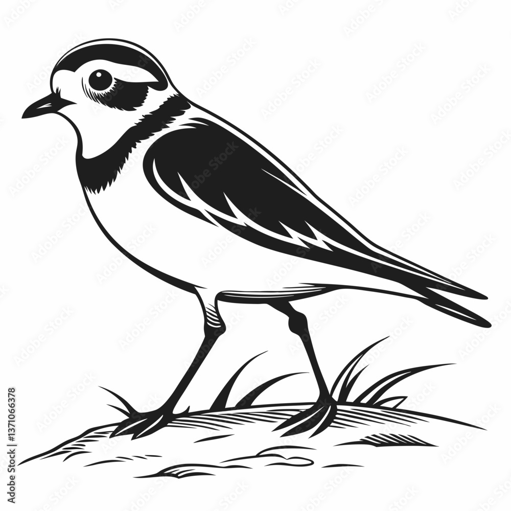 Fototapeta premium Piping plover black silhouette icon vector