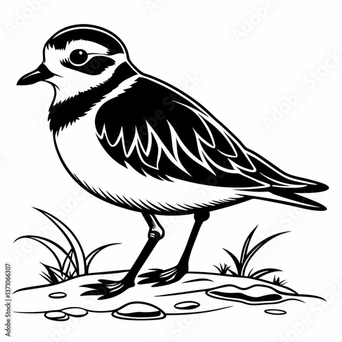 Piping plover black silhouette icon vector