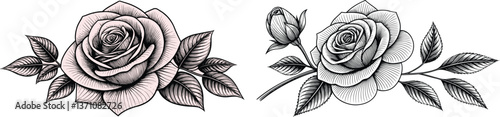 Rose Line Art Illustration – Decorative Floral Element with Leaves and Swirl Vines