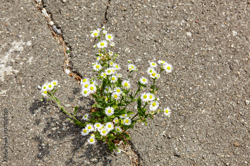 Chamomile flower in cracks of asphalt road background. Hope or ecology concept. Symbol of strength, vitality, growth. Selective focus, blurred background