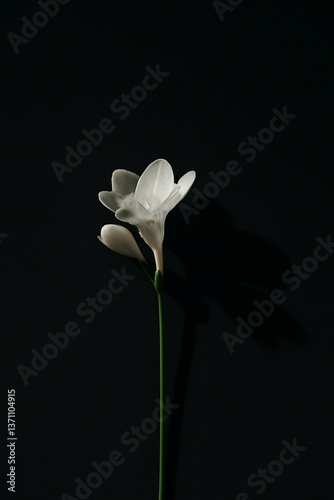 White Flower with Strong Shadow on Dark Background
