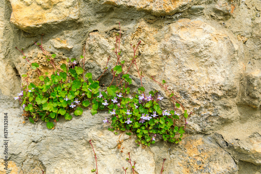 Europe, Poland, Krakow. Flowering ground cover growing between gray stones in wall.
