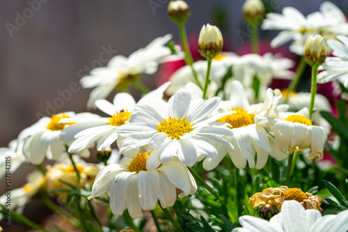 Common daisy. Bellis perennis, the daisy, is a European species of the family Asteraceae, often considered the archetypal species of the name daisy. To distinguish this species from other plants known photo