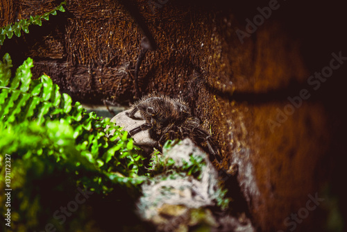 Closeup of a tarantula in a cave	