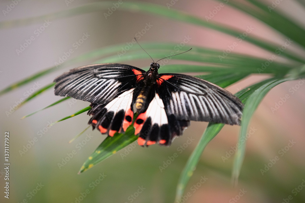 Fototapeta premium Papilio polytes, the common Mormon, butterfly