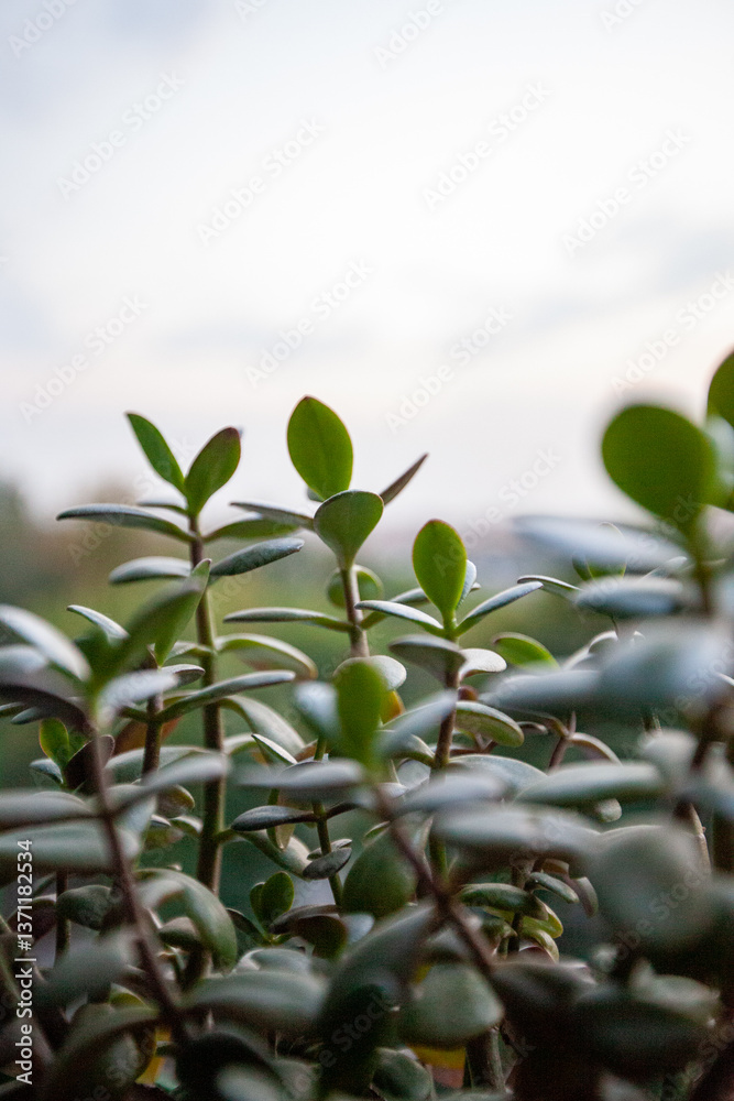 Obraz premium Crassula Ovata plant grow on the windowsill, selected focus. Jade plant or money tree for publication, design, poster, calendar, post, screensaver, wallpaper, cover, website. High quality photo