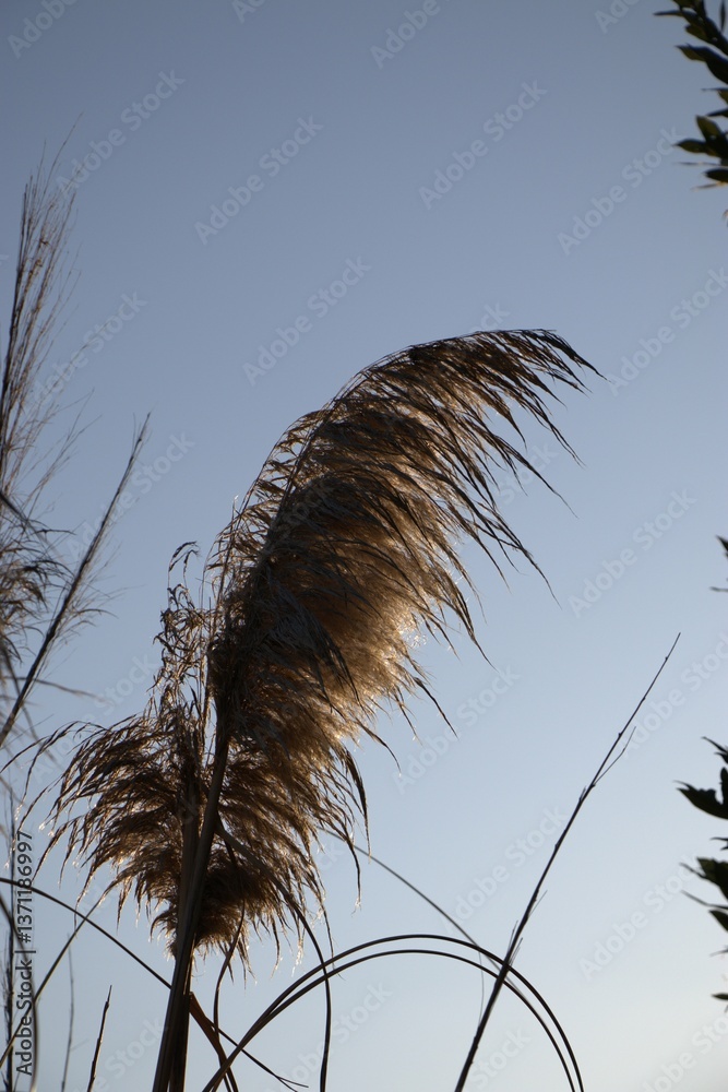 Obraz premium pianta di palude