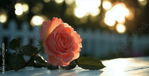 Pink Rose Illuminated by Sunset in Garden Setting During a Warm Evening