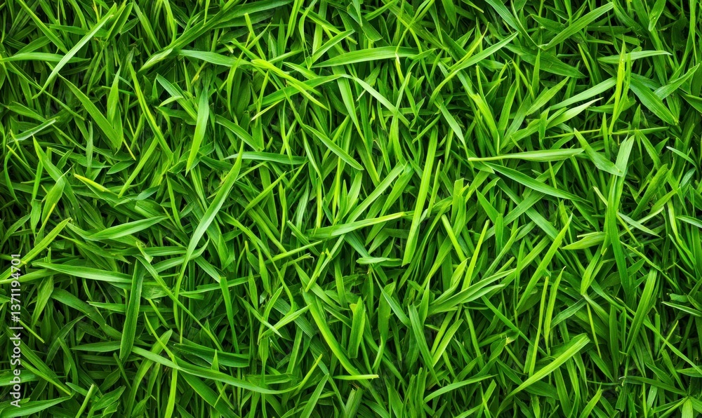 A close-up view of lush green grass creates a vibrant and natural textured background. A close-up view of lush green grass creates a vibrant and natural textured background.