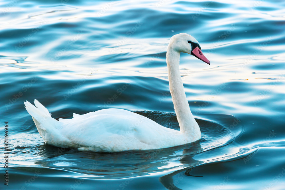 Obraz premium White Swan Swimming In Serene Lake With Sunlight Reflecting On Water Surface