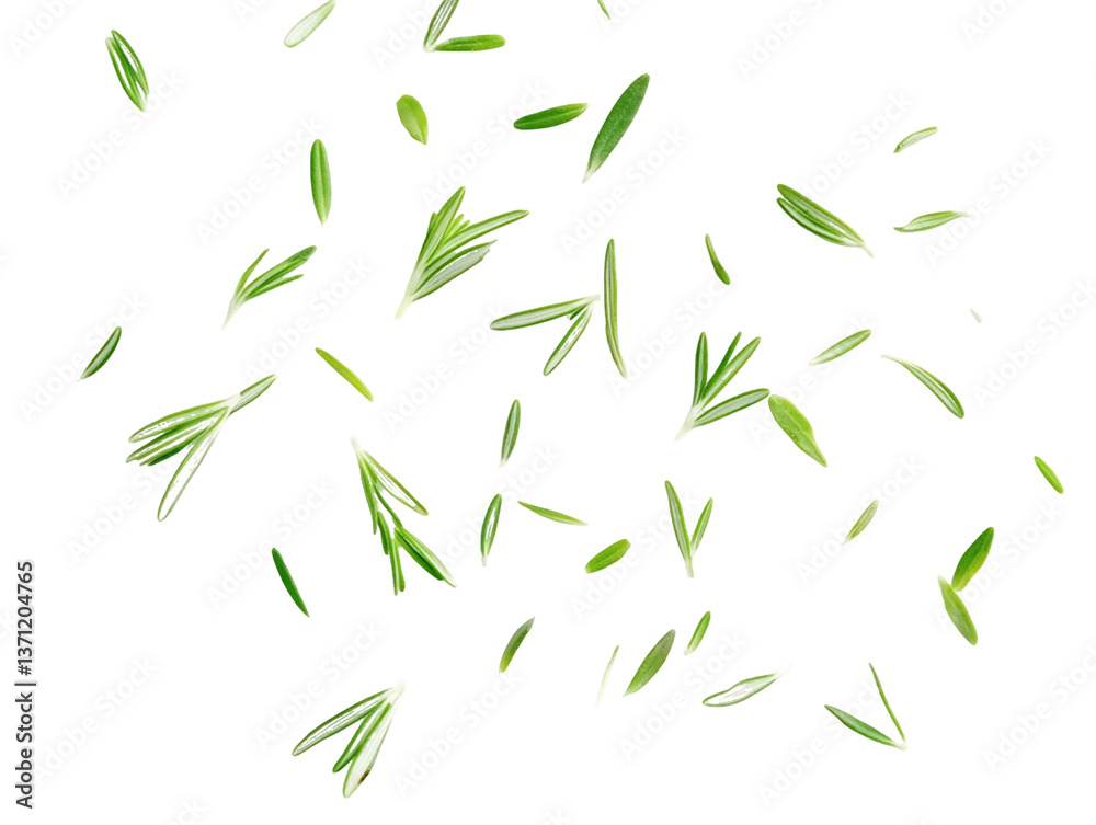 Floating Green Rosemary Sprigs on Transparent Background, PNG Floating Green Rosemary Sprigs on Transparent Background, PNG