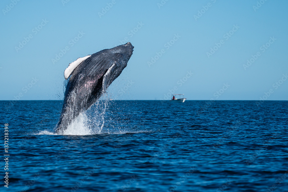 Fototapeta premium Humpback Whale at the surface in the Gulf of California inside Cabo Pulmo National Park , Baja California Sur, Mexico.
