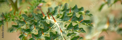 Foto Lush green leaves of Solanum sisymbriifolium sticky nightshade plant, displaying their unique shape and thorny structure