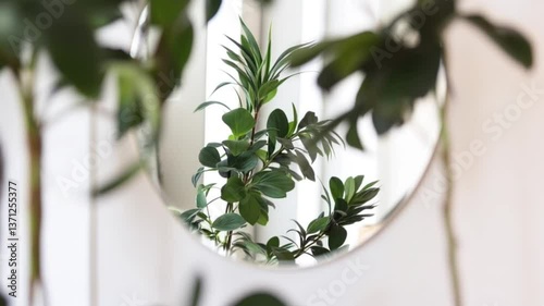 Peaceful Corners: Indoor Plants for a Cozy Space