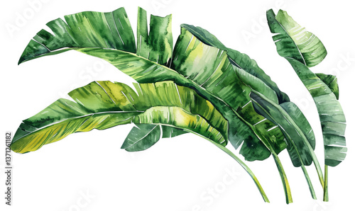 Watercolor green banana palm leaves isolated on white background.