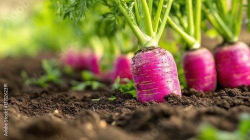 Vibrant pink radishes growing in rich soil, healthy garden