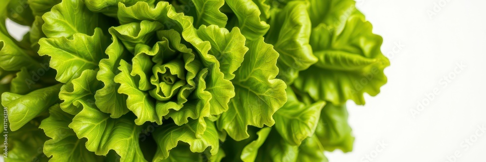 Fototapeta premium Fresh green lettuce with vibrant leaves showing intricate texture and detail of the plant's growth