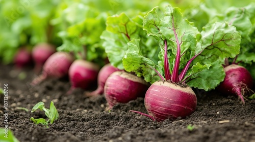 Red beets growing in rows in a field