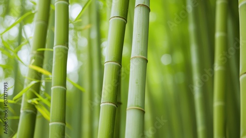 Bamboo profit towers rising from esg-certified soil nature scene gigapixel detail lush green environment