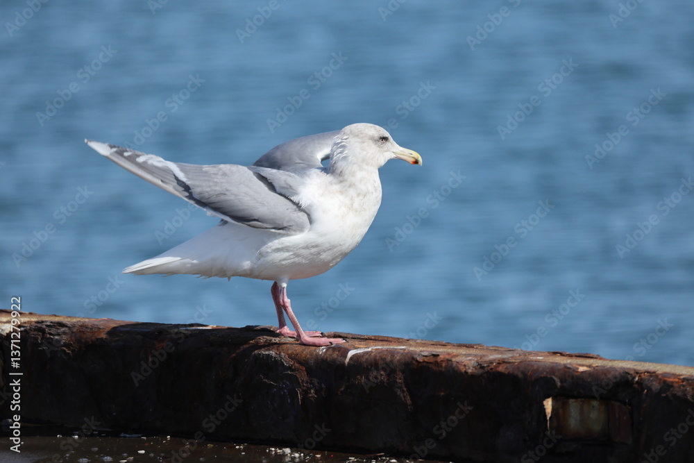 The glaucous-winged gull (Larus glaucescens) is a large, white-headed gull. This photo was taken in Hokkaido, Japan. The glaucous-winged gull (Larus glaucescens) is a large, white-headed gull. This photo was taken in Hokkaido, Japan.