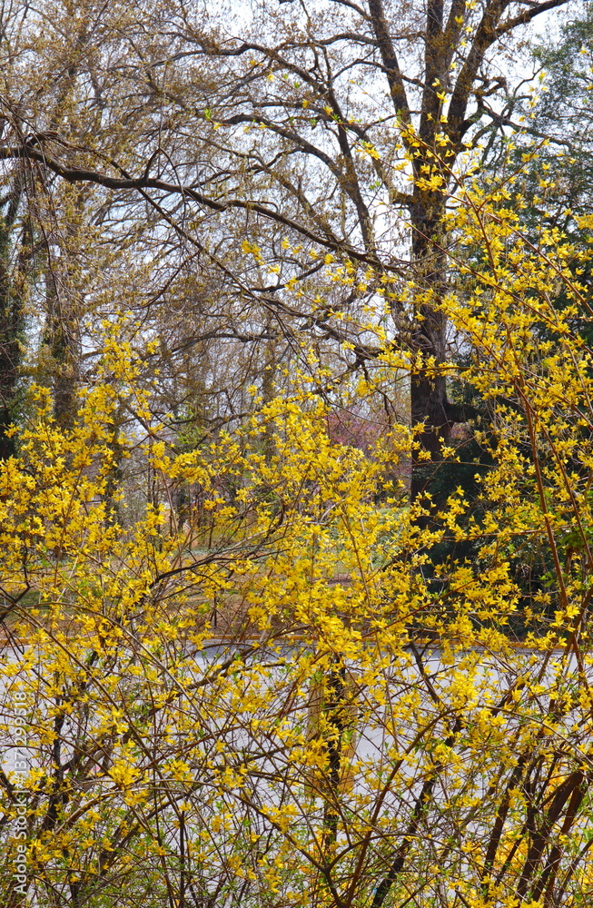 Fototapeta premium Forsythia in the Woods
