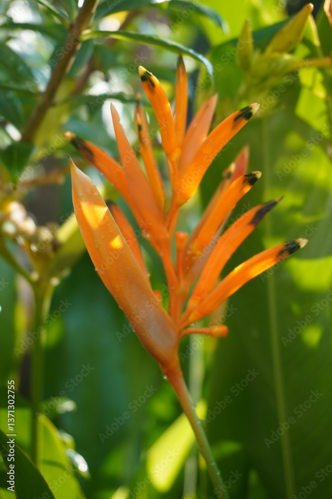Fototapeta premium A vibrant orange heliconia flower with black-tipped petals, adorned with tiny water droplets. The flower stands out against a lush green background of tropical foliage.
