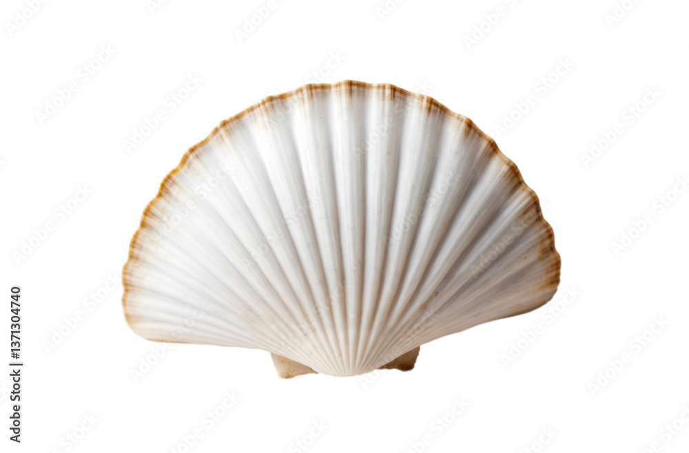 White scallop shell found by waves White scallop shell found by waves