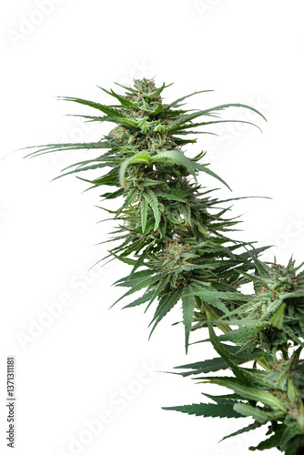 Therapeutic Cannabis: Beautifully Blooming Purple Plant Macro