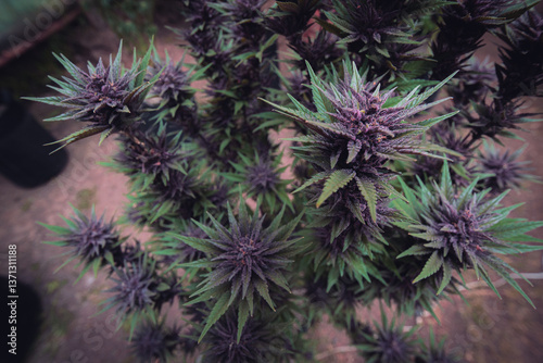 Purple Cannabis Cultivation: Healthy Plant in Greenhouse Environment