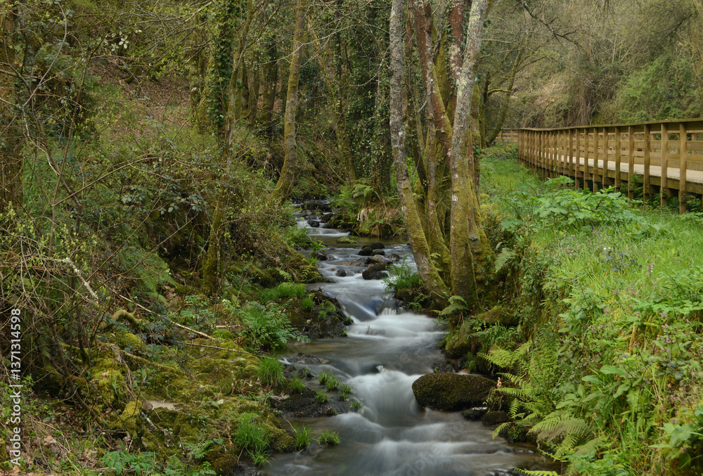 Stream running through a forest with a wooden walkway next to it, forest, nature, city of Vizela, Guimarães, Portugal Stream running through a forest with a wooden walkway next to it, forest, nature, city of Vizela, Guimarães, Portugal