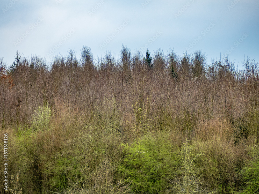 Wiederaufgeforsteter Mischwald im Frühjahr Wiederaufgeforsteter Mischwald im Frühjahr