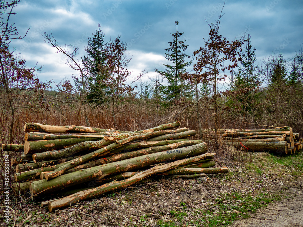 Gesägte und markierte Baumstämme am Wegerand Gesägte und markierte Baumstämme am Wegerand