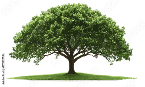 Majestic oak tree with lush green foliage and spreading branches on white background, vector