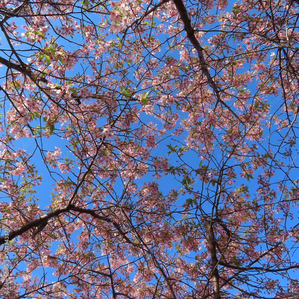 日本で春にカワヅザクラがピンク色の花を咲かせています