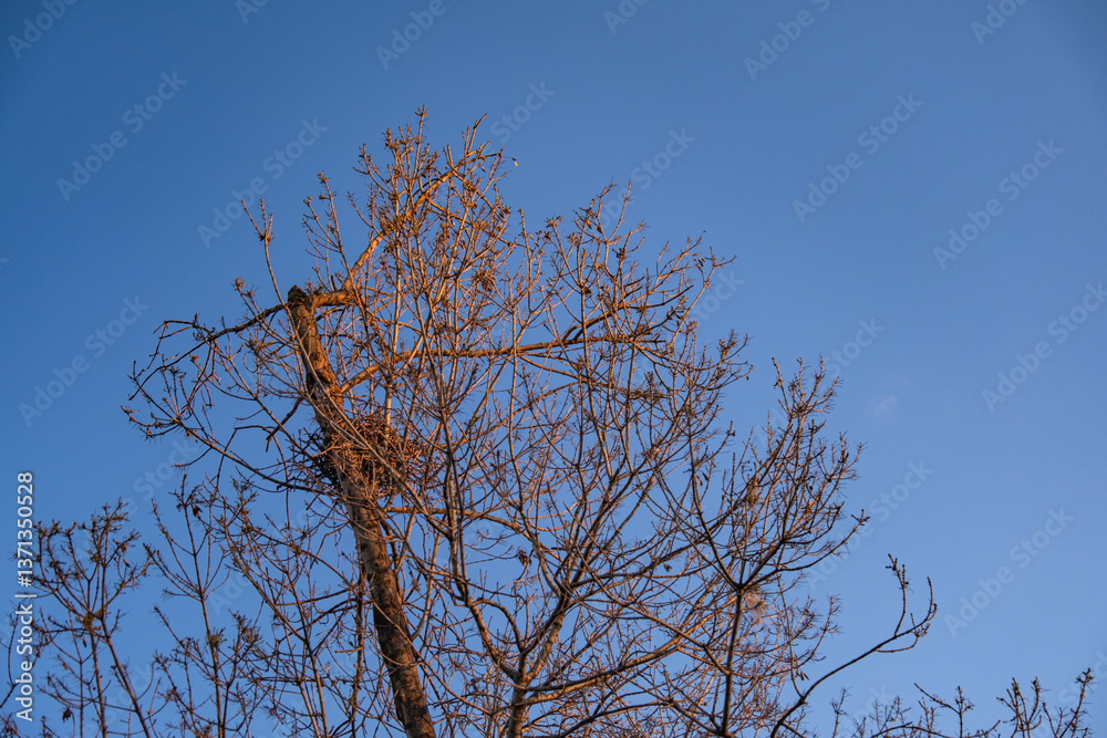 bird's nest among tree branches. blue sky backgrounds. sunset light, bird's nest among tree branches. blue sky backgrounds. sunset light,