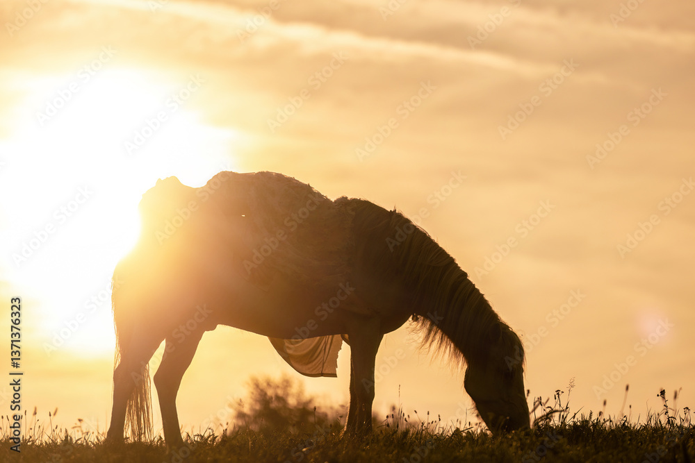 A female equestrian and her horse interacting together. Romantic freedom sunset scene