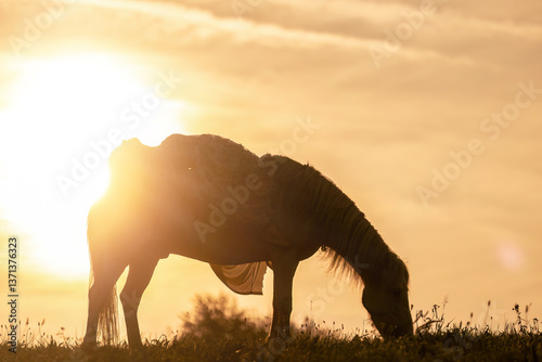 Obraz na płótnie A female equestrian and her horse interacting together. Romantic freedom sunset scene w salonie
