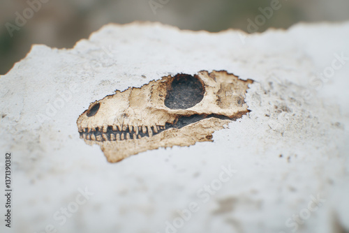 A fossilized dinosaur skull is on a rock