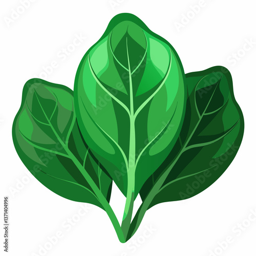 dark green spinach leaves with natural texture