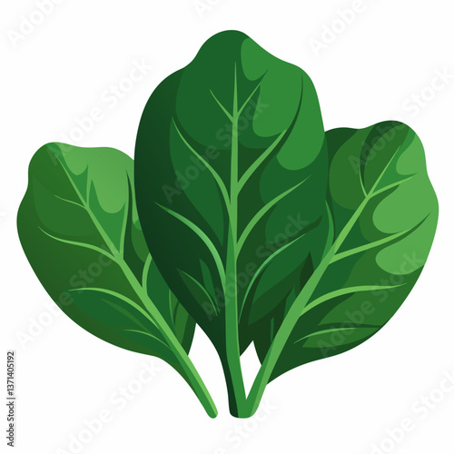 dark green spinach leaves with natural texture