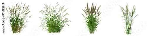 Vibrant switchgrass crop isolated on transparent background. PNG, Set of
