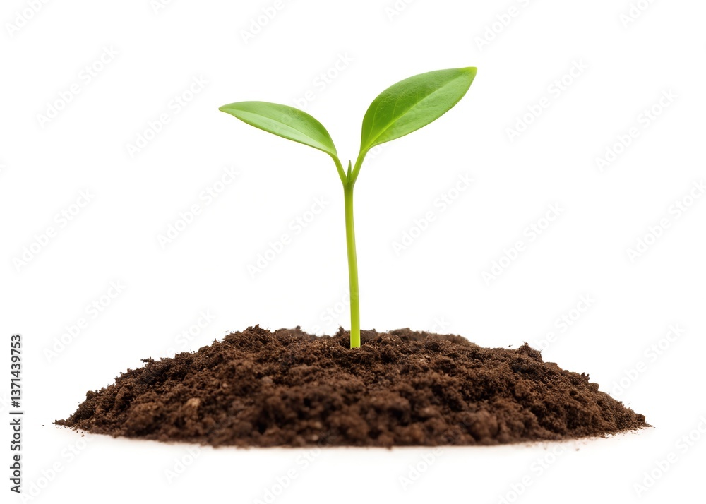 Young Green Seedling Growing from Soil – Fresh Sprout Isolated on a White Background Young Green Seedling Growing from Soil – Fresh Sprout Isolated on a White Background
