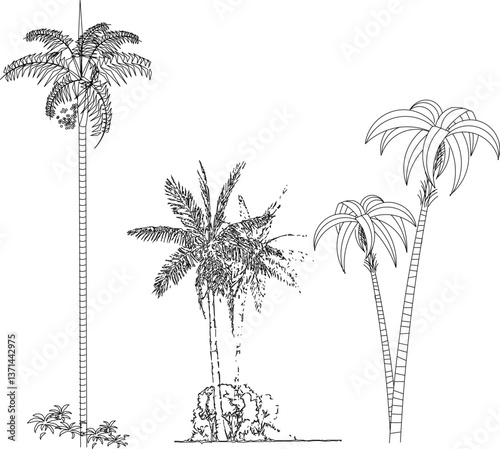 vector sketch illustration design image of palm tree plant for garden decoration complement