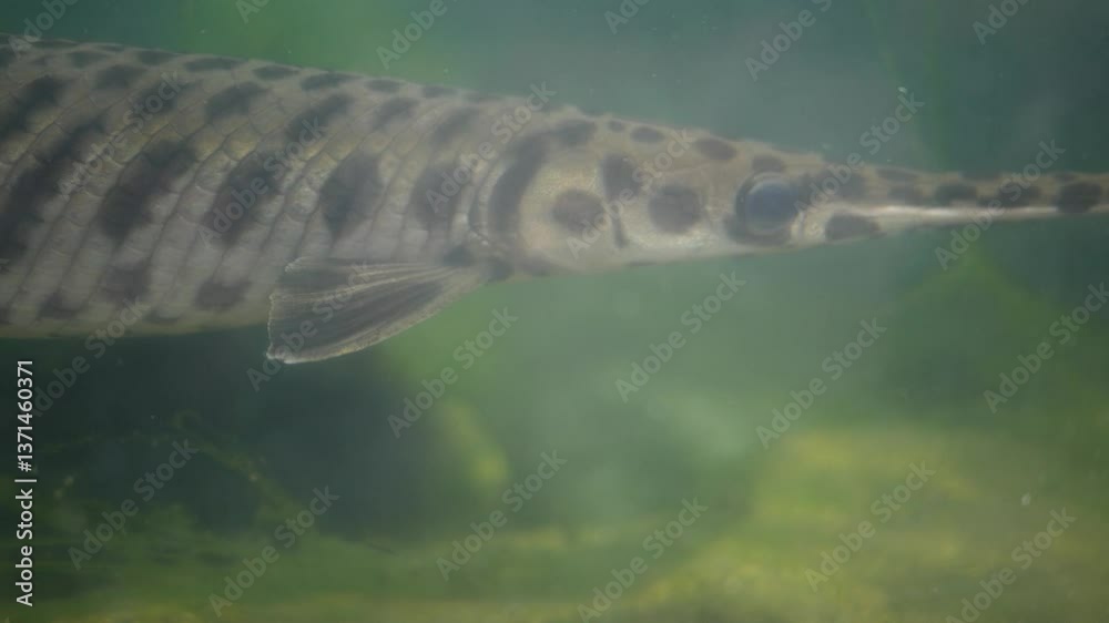 Close up of Alligator Gar in fish tank Close up of Alligator Gar in fish tank