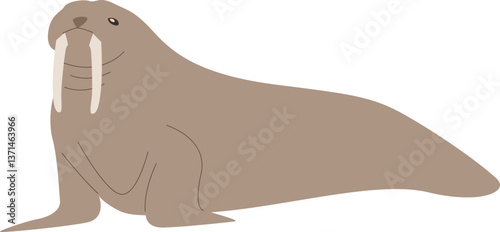Illustration of a Walrus