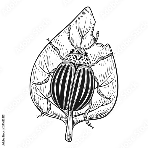Colorado potato beetle, striped Leptinotarsa decemlineata bug insect eat leaf, damage vegetable plant outline sketch. Garden pest control. Flying agriculture parasite animal. Vintage hand drawn vector